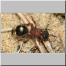 Smicromyrme rufipes - Rotbeinige Spinnenameise w13b 5mm.jpg